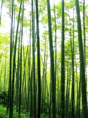 茶山竹海图片