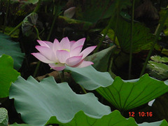 莲花山图片