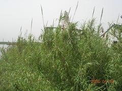 沙家浜1