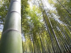 星星竹海图片