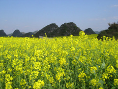 罗平油菜花海图片