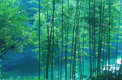 中国大竹海