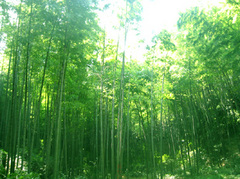缙云后山3