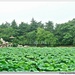 莲花庄