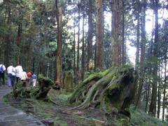 阿里山图片