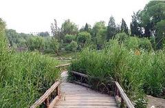 柳荫公园图片