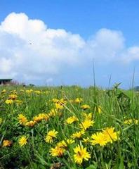 百花山图片