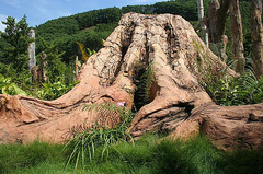 仙湖植物园图片