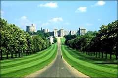温莎图片