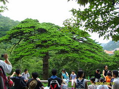 黑虎松图片