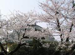 武汉大学图片