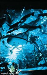 海底世界 hd2