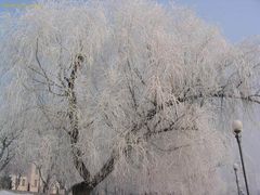 吉林雾凇图片
