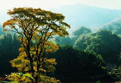 鹞落坪图片
