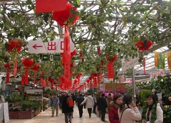 莱太花卉市场图片