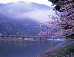 岚山 京都岚山樱花