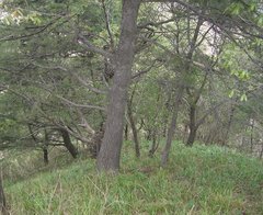 老君山大丛林