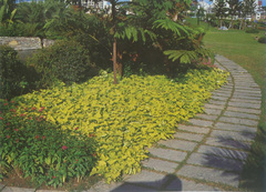 南山植物园图片