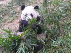 大熊猫繁育研究基地图片