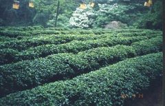 桂平西山图片