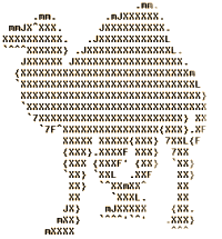 camel
