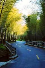 竹林弯道