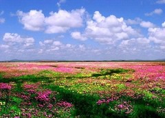 若尔盖图片