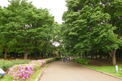 东京代代木公园图片