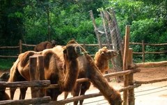 东山湖野生动物园图片