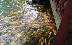 留园图片