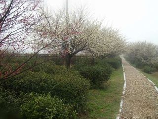 梅花