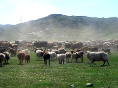 阿尔泰山图片
