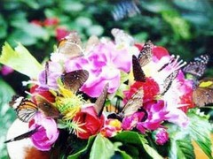 蝴蝶谷图片