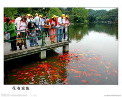 花港观鱼