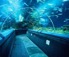 上海海洋水族馆图片