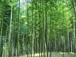 莫干山翠竹