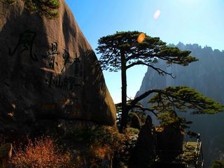 黄山迎客松