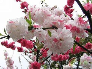 桃花吐研