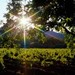  旧金山 北美洲 美国 NAPA VALLEY