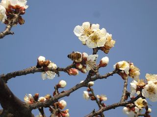 蜜蜂探梅