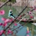 西溪湿地 西溪梅韵