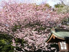 上野恩赐公园图片