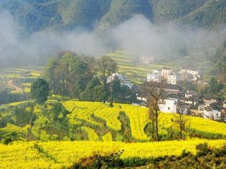 梯田花开