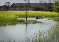 西溪湿地图片