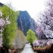  桃花1