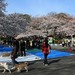 东京代代木... 上野公园樱花