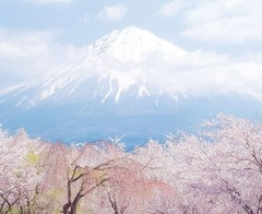 富士山樱花