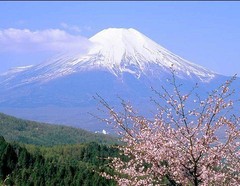 富士山樱花