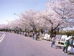 汝矣岛公园图片