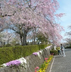 箱根平和公园图片